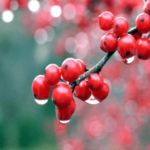 guarana-min-1.png