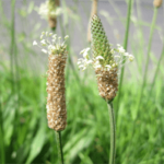 psyllium-min-1.png